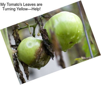 My Tomato\'s Leaves are Turning Yellow—Help!