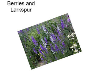Berries and Larkspur