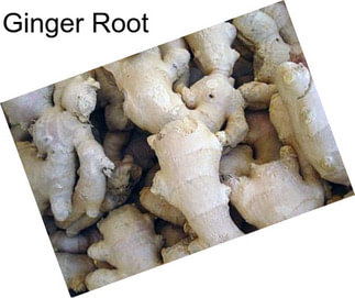 Ginger Root