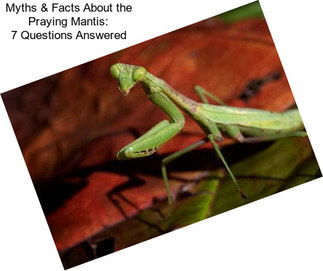 Myths & Facts About the Praying Mantis: 7 Questions Answered