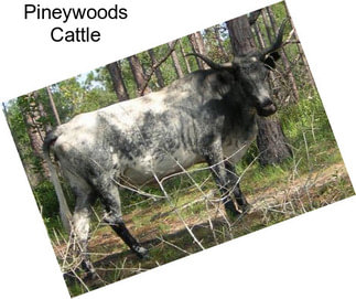 Pineywoods Cattle