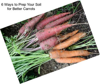 6 Ways to Prep Your Soil for Better Carrots