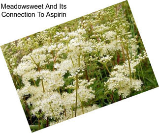 Meadowsweet And Its Connection To Aspirin
