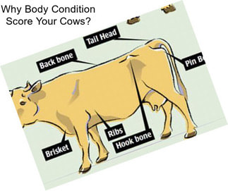 Why Body Condition Score Your Cows?
