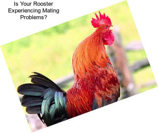 Is Your Rooster Experiencing Mating Problems?