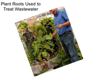 Plant Roots Used to Treat Wastewater