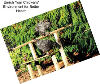 Enrich Your Chickens\' Environment for Better Health