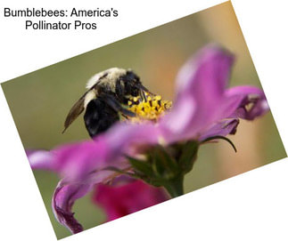 Bumblebees: America\'s Pollinator Pros
