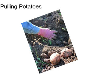 Pulling Potatoes