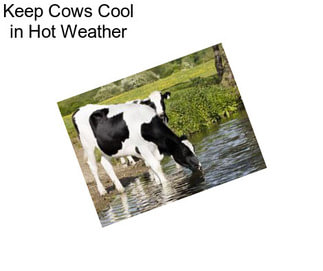 Keep Cows Cool in Hot Weather