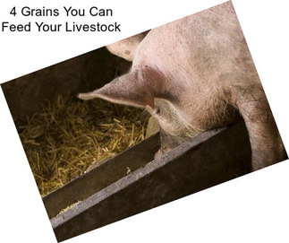 4 Grains You Can Feed Your Livestock