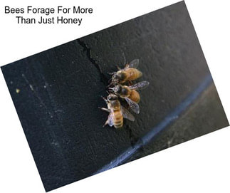 Bees Forage For More Than Just Honey