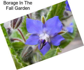 Borage In The Fall Garden