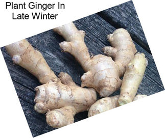 Plant Ginger In Late Winter