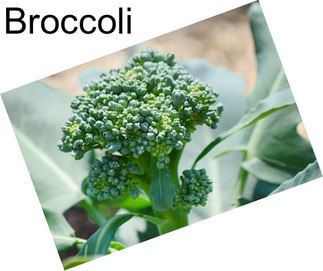 Broccoli