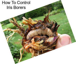 How To Control Iris Borers
