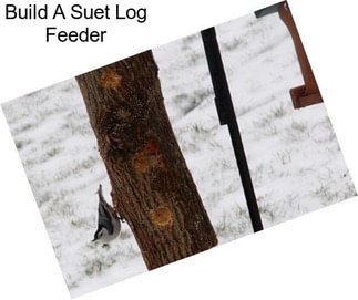 Build A Suet Log Feeder