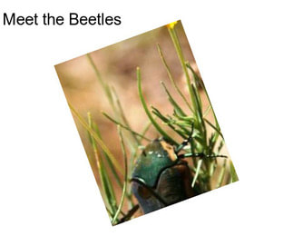 Meet the Beetles