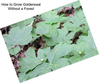 How to Grow Goldenseal Without a Forest