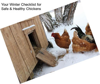 Your Winter Checklist for Safe & Healthy Chickens