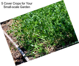 5 Cover Crops for Your Small-scale Garden