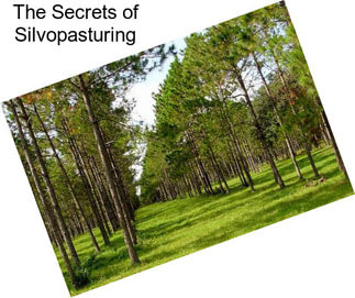 The Secrets of Silvopasturing