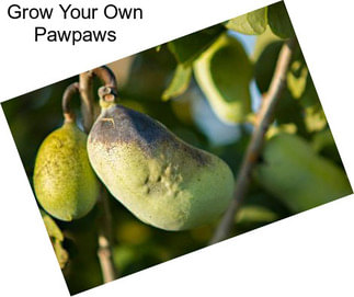 Grow Your Own Pawpaws