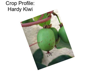 Crop Profile: Hardy Kiwi