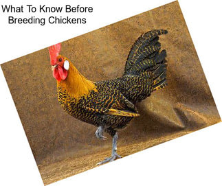 What To Know Before Breeding Chickens
