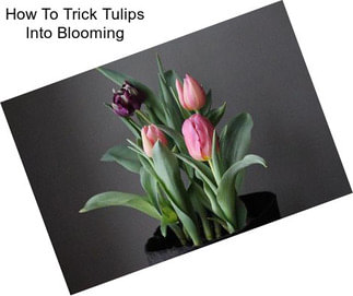 How To Trick Tulips Into Blooming