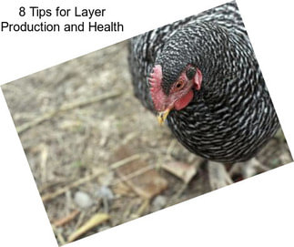 8 Tips for Layer Production and Health