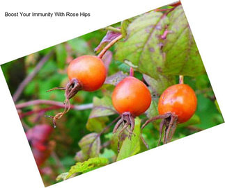 Boost Your Immunity With Rose Hips