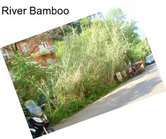 River Bamboo