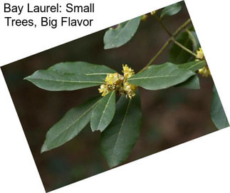 Bay Laurel: Small Trees, Big Flavor