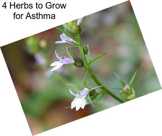 4 Herbs to Grow for Asthma