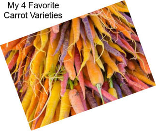 My 4 Favorite Carrot Varieties