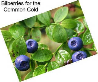 Bilberries for the Common Cold