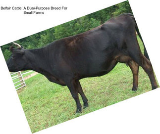 Belfair Cattle: A Dual-Purpose Breed For Small Farms