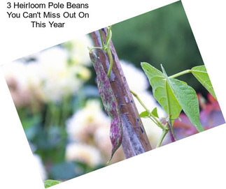 3 Heirloom Pole Beans You Can\'t Miss Out On This Year