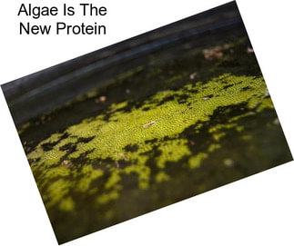 Algae Is The New Protein