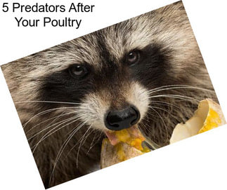 5 Predators After Your Poultry