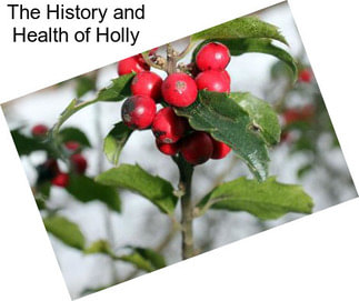 The History and Health of Holly
