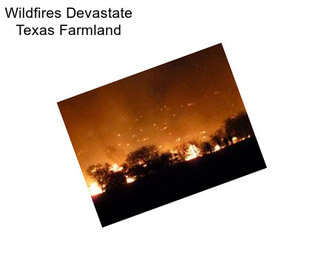 Wildfires Devastate Texas Farmland