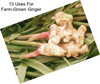 13 Uses For Farm-Grown Ginger
