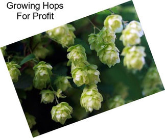 Growing Hops For Profit