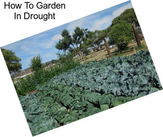 How To Garden In Drought