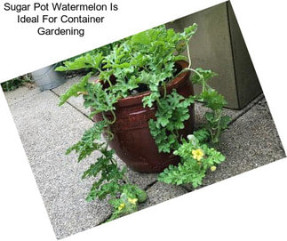 Sugar Pot Watermelon Is Ideal For Container Gardening