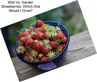 Wild Vs. Garden Strawberries: Which One Should I Grow?