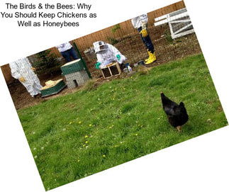 The Birds & the Bees: Why You Should Keep Chickens as Well as Honeybees