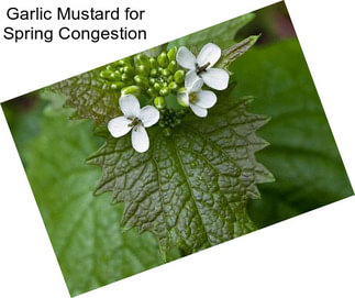 Garlic Mustard for Spring Congestion